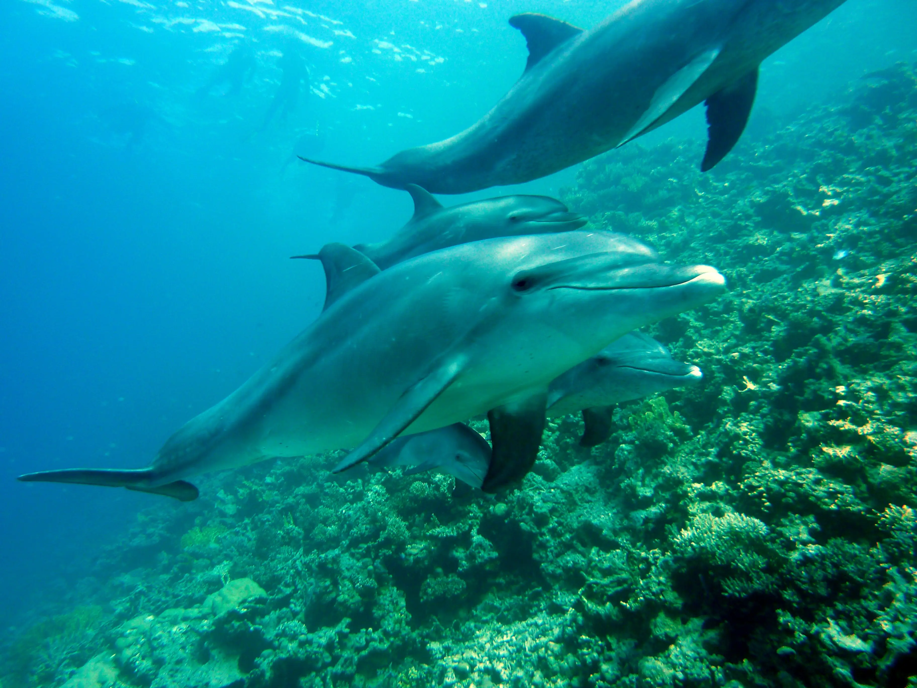 Dolphin Tour